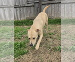 Small #4 Mutt