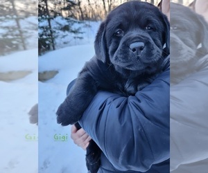 Labrador Retriever Puppy for Sale in LUBLIN, Wisconsin USA