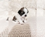 Small Photo #5 Shih Tzu Puppy For Sale in HEMET, CA, USA