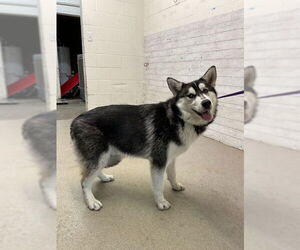 Siberian Husky Dogs for adoption in San Bernardino, CA, USA