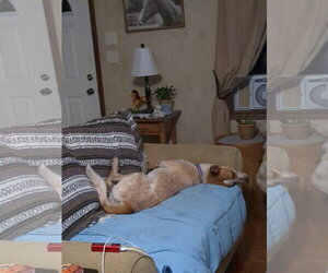 Daisy Mae - Female Mutt Dog for Adoption - Photo #2