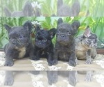 Small Photo #9 French Bulldog Puppy For Sale in DENVER, CO, USA