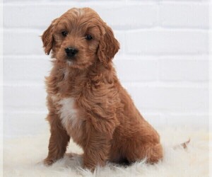 Goldendoodle Puppy for sale in APPLE CREEK, OH, USA