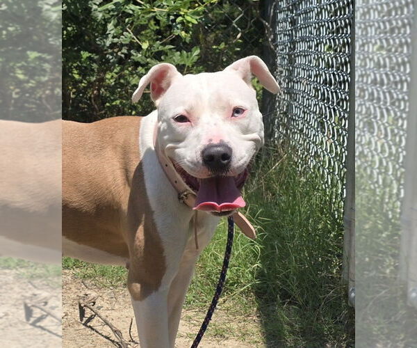 Medium Photo #2 American Pit Bull Terrier Puppy For Sale in Glen Allen, VA, USA