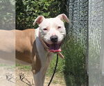Small #1 American Pit Bull Terrier
