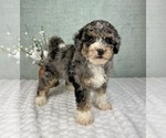 Small #1 Bernedoodle (Miniature)