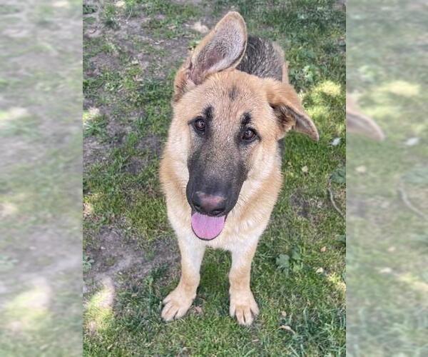 Medium Photo #2 German Shepherd Dog Puppy For Sale in Riverside, CA, USA