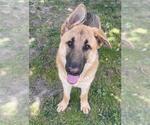 Small #1 German Shepherd Dog