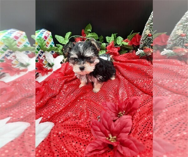 Medium Photo #11 Morkie Puppy For Sale in WEST PALM BEACH, FL, USA