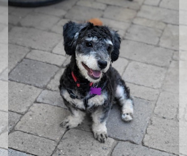 Medium Photo #5 Poodle (Miniature)-Unknown Mix Puppy For Sale in Phoenix, AZ, USA