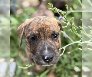 American Bandogge mastiff Dogs for adoption in Brewster, NY, USA