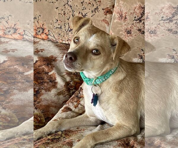 Medium Photo #2 Chihuahua-Unknown Mix Puppy For Sale in New London, WI, USA