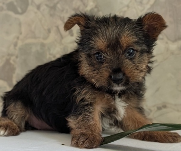Medium Photo #28 Yorkshire Terrier Puppy For Sale in GOSHEN, IN, USA