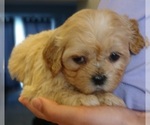 Puppy Goldie Maltese-Poodle (Toy) Mix