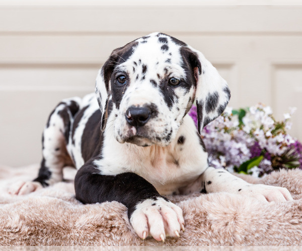 Medium Photo #8 Great Dane Puppy For Sale in WAKARUSA, IN, USA