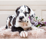 Small #7 Great Dane