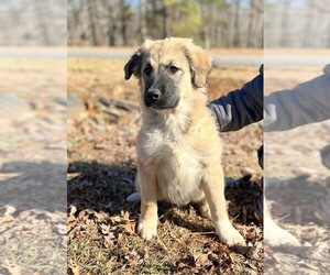 Australian Shepherd-Great Pyrenees Mix Puppy for sale in LYNCH STATION, VA, USA