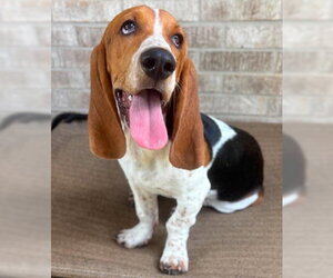 Basset Hound Dogs for adoption in Deepwater, NJ, USA