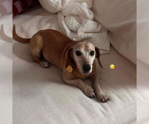 Dachshund Dogs for adoption in New York, NY, USA