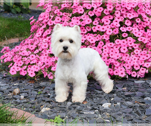 Mother of the West Highland White Terrier puppies born on 02/26/2026