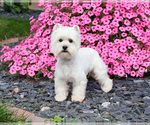 Small Photo #1 West Highland White Terrier Puppy For Sale in SYRACUSE, IN, USA