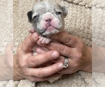 Small Photo #3 French Bulldog Puppy For Sale in HILTON, NY, USA