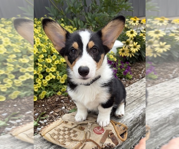 Medium Photo #2 Pembroke Welsh Corgi Puppy For Sale in MIDDLEBURY, IN, USA