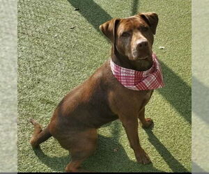 Mutt Dogs for adoption in South Lake Tahoe, CA, USA