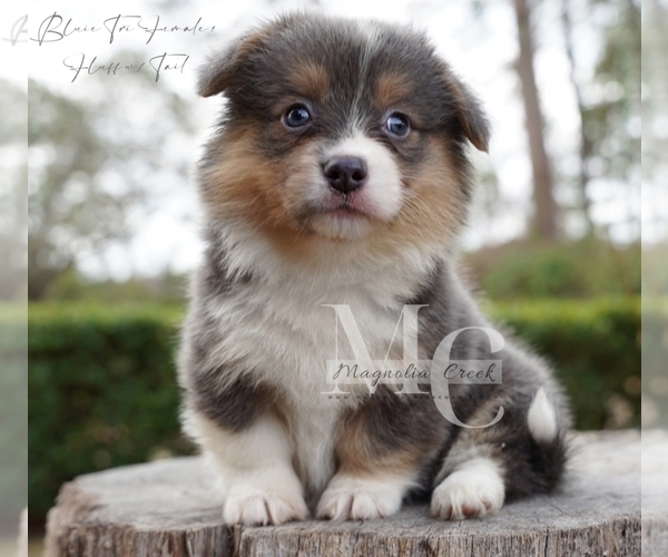 Medium Photo #6 Pembroke Welsh Corgi Puppy For Sale in FLORALA, AL, USA