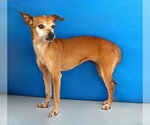 Small #1 Chihuahua