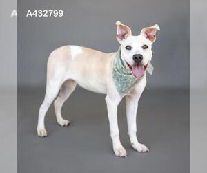 MAYBELLINE - Female Mutt Dog for Adoption - Photo #2