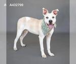 Small Photo #2 Mutt Puppy For Sale in Conroe, TX, USA
