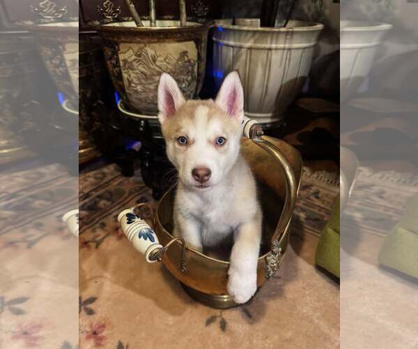 Medium Photo #2 Siberian Husky Puppy For Sale in Gretna, NE, USA