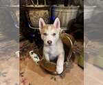 Small #1 Siberian Husky
