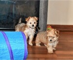 Small Photo #8 Morkie Puppy For Sale in ROCK VALLEY, IA, USA