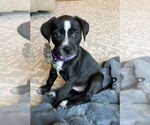 Small #1 Labrador Retriever Mix