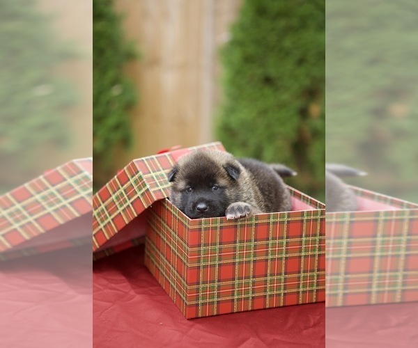 Medium Photo #1 Akita Puppy For Sale in LOUISVILLE, KY, USA