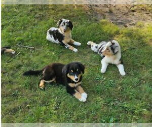 Australian Retriever Puppy for Sale in LOVELAND, Ohio USA