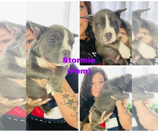 Medium Photo #14 American Bully Puppy For Sale in DRY FORK, VA, USA