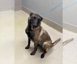 Mutt Dogs for adoption in Las Vegas, NV, USA