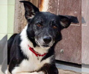Border Collie Dogs for adoption in Canton, CT, USA