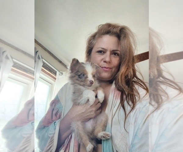 Medium Photo #6 Miniature Australian Shepherd Puppy For Sale in WILLIAMSBURG, CO, USA