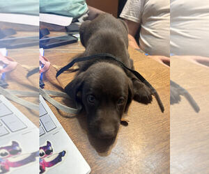 Medium Labrador Retriever