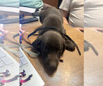Puppy Black Collar Labrador Retriever