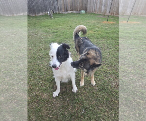 Medium Photo #23 Aussie Pyrenees Puppy For Sale in Houston, TX, USA