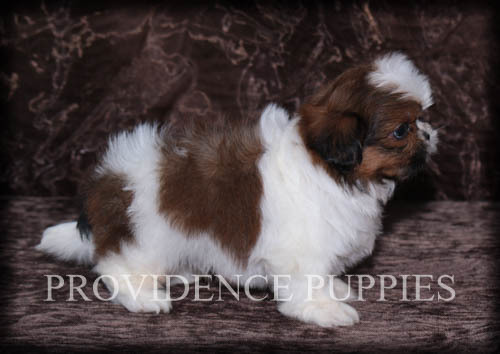 Medium Photo #14 Shih Tzu Puppy For Sale in COPPOCK, IA, USA