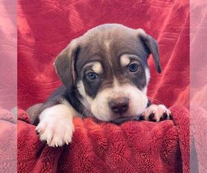 Phoenix Pup - Cardinals - Male Raggle Dog for Adoption - Photo #3