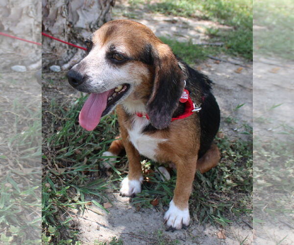 Medium Photo #7 Beagle Puppy For Sale in Dunnellon, FL, USA