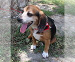Small #6 Beagle