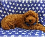 Small Photo #7 Goldendoodle-Poodle (Toy) Mix Puppy For Sale in NOTTINGHAM, PA, USA